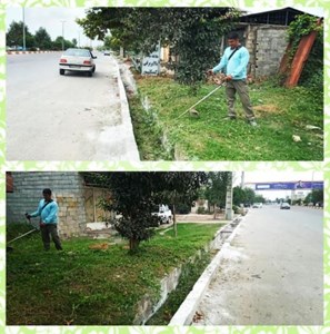 اصلاح علفهای هرز بلوار شهید ذبیحی ( شهرداری کیاکلا )