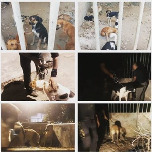 جمع آوری سگ های ولگرد سطح شهر - شهرداری کیاکلا