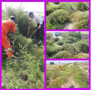 برداشت جارو برای رفت و روب همکاران عزیز و زحمت کش حوزه خدمات شهری