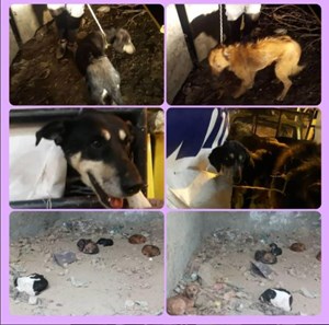 مرحله دوم جمع آوری سگهای ولگرد در نیمه شب پنج شنبه ۲۰ آبان- شهرداری کیاکلا