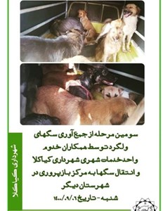 سومین مرحله از جمع آوری سگ های ولگرد توسط همکاران خدوم واحد خدمات شهری شهرداری کیاکلا و انتقال سگ ها به مرکز بازپروری در شهرستان دیگر