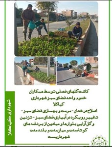 کاشت گل های فصلی توسط همکاران خدوم واحد فضای سبز کیاکلا
