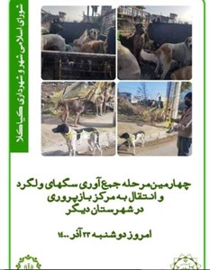چهارمین مرحله جمع آوری سگ های ولگرد و انتقال به مرکز بازپروری
