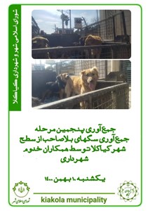 جمع آوری پنجمین مرحله جمع آوری سگ های بلاصاحب از شهر کیاکلا