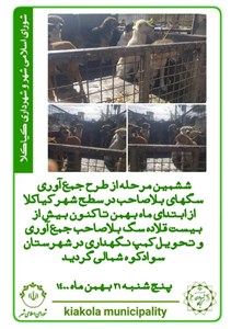 ششمین مرحله جمع آوری سگ های بلاصاحب