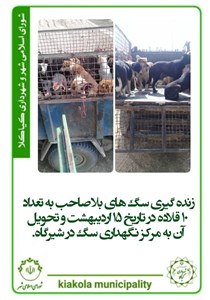 زنده گیری سگ های بلا صاحب به تعداد 10 قلاده