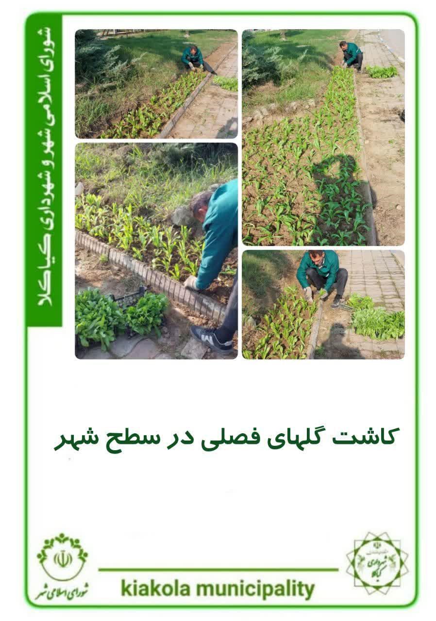 کاشت گلهای فصلی در سطح شهر