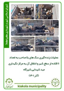 عملیات زنده گیری سگ های بلا صاحب به تعداد ۱۱ قلاده از سطح شهر و انتقال آن به مرکز نگهداری مهد شیدایی شیرگاه