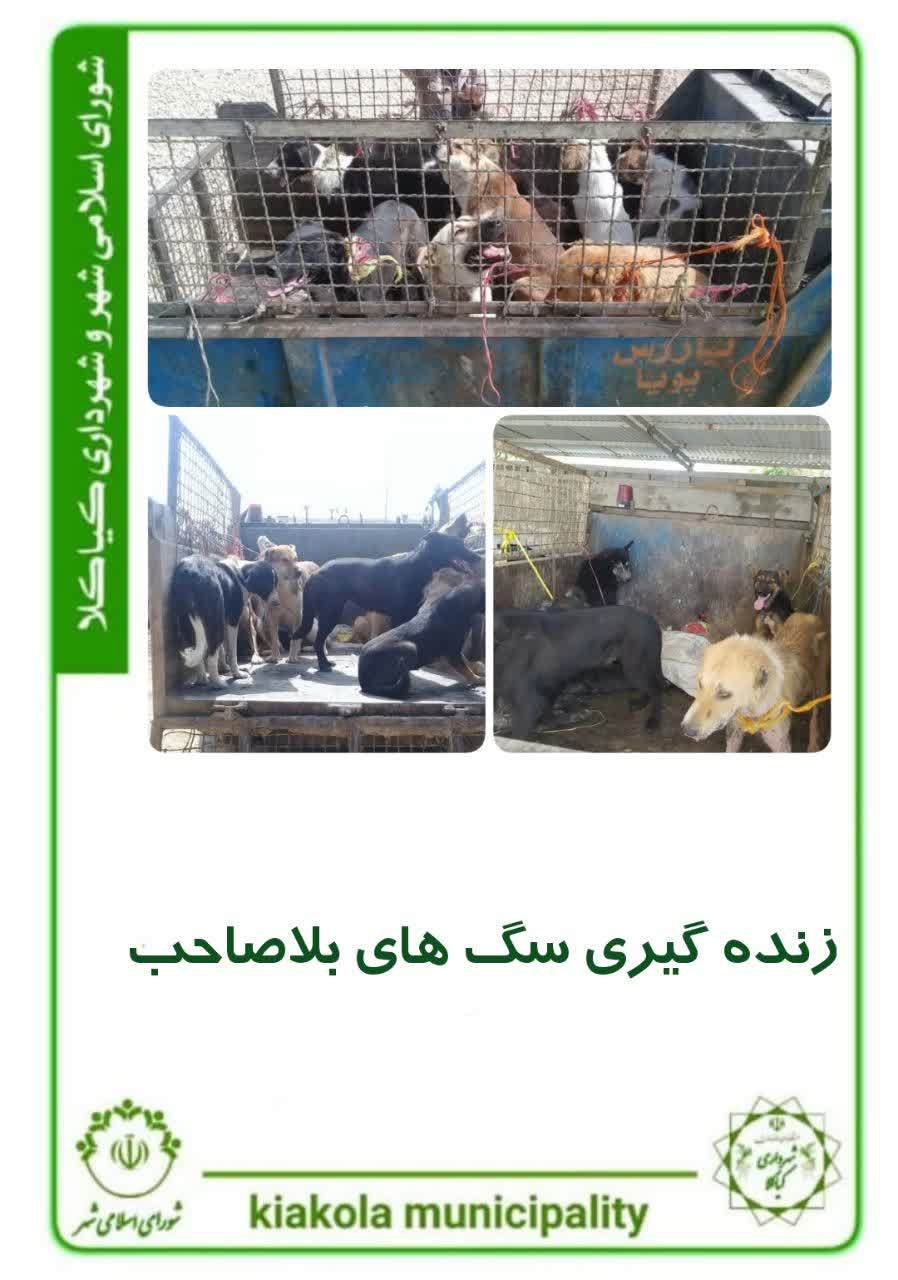 زنده گیری سگ های بلاصاحب