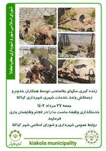 زنده گیری سگهای ولگرد توسط کارکنان واحد خدمات شهری شهرداری کیاکلا
