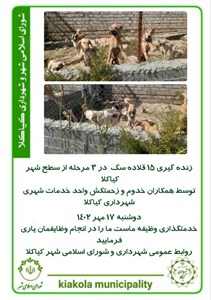 زنده گیری 15 قلاده سگ در 3 مرحله از سطح شهر کیاکلا