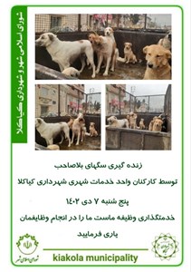 زنده گیری سگهای بلاصاحب